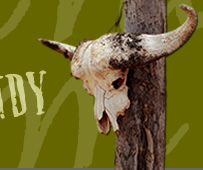 BUFFALO SKULL PHOTO Copyright � 2005 by HOLLIE JEANS Used by Permission, All Rights Reserved