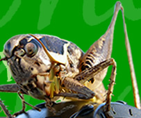 CRICKET PHOTO Copyright � 2005 by GARETH EVANS Used by Permission, All Rights Reserved
