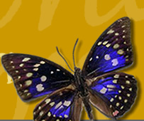 BUTTERFLY PHOTO Copyright � 2005 by SERENITY LOCKE  Used by Permission, All Rights Reserved